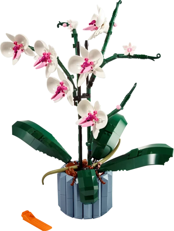 Orchidea - immagine 2