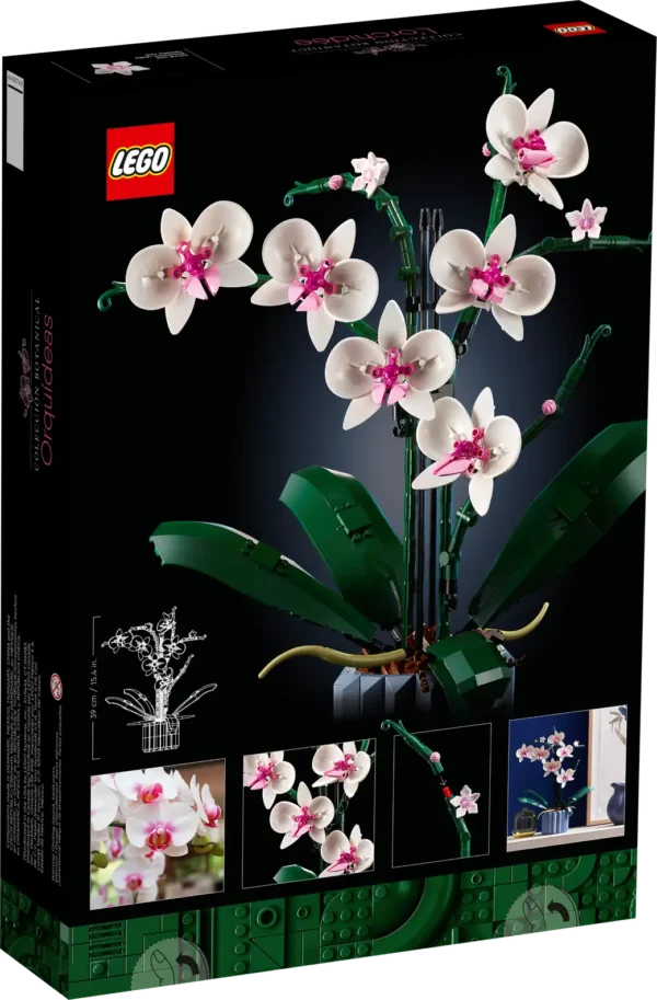 Orchidea - immagine 9