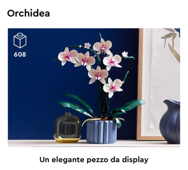 Orchidea - immagine 15